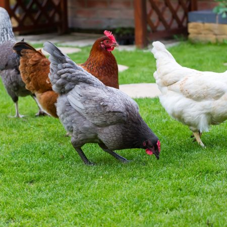 Pet chickens in an English garden