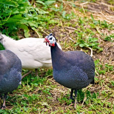 Three guinea fowl chickens