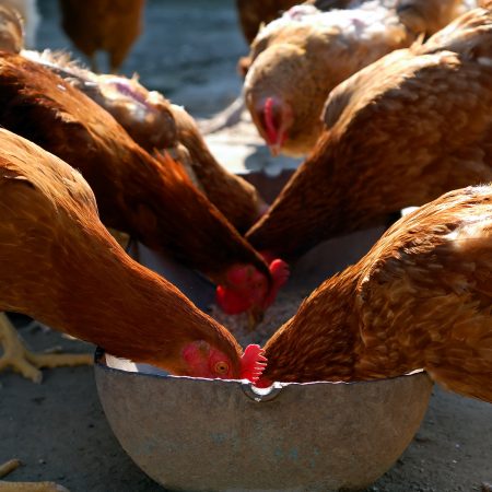 Free range outdoor chickens feeding