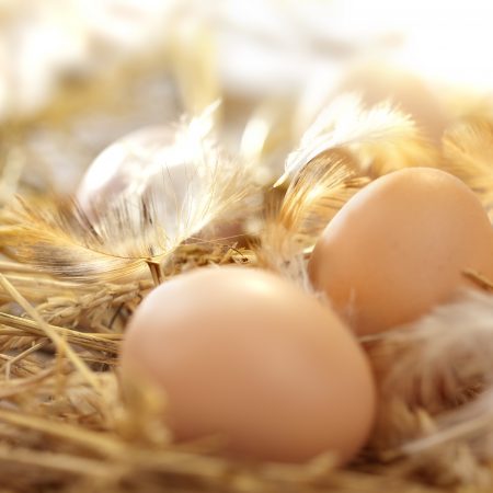 Fresh Eggs in Nest